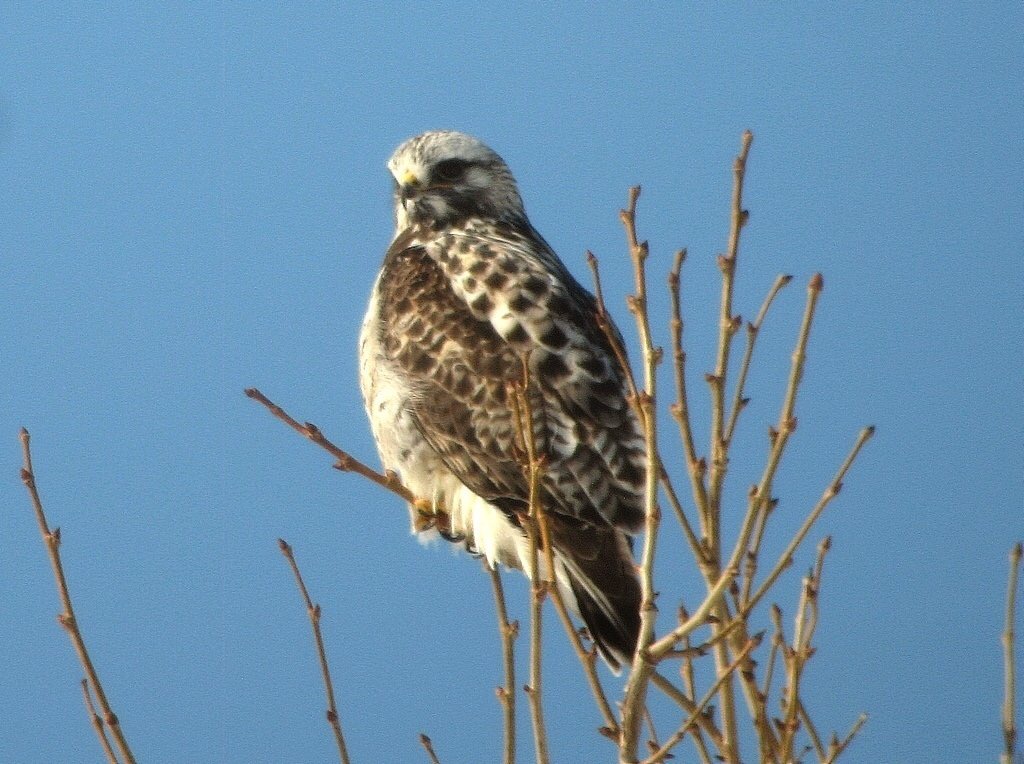 Talkington Rough-Legged Hawk
